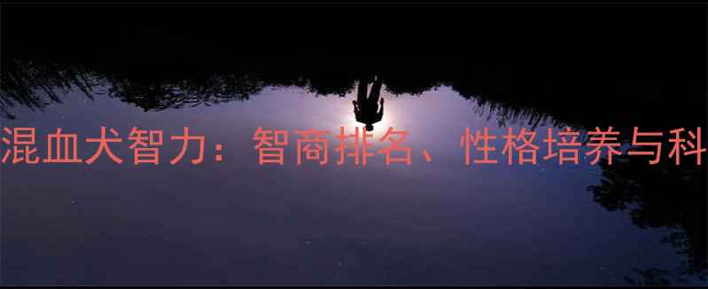 图片 边境牧羊犬混血犬智力：智商排名、性格培养与科学养护指南