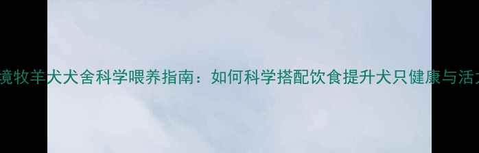 图片 边境牧羊犬犬舍科学喂养指南：如何科学搭配饮食提升犬只健康与活力2