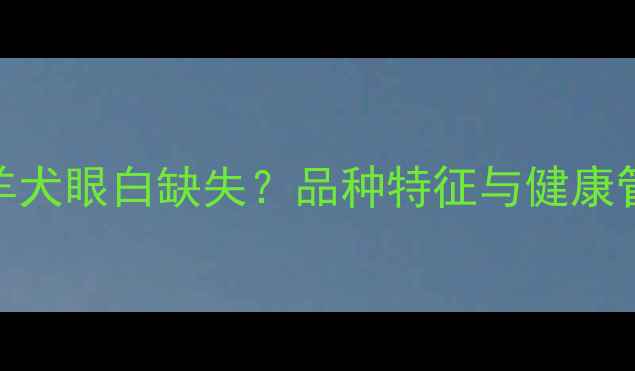 图片 边境牧羊犬眼白缺失？品种特征与健康管理指南