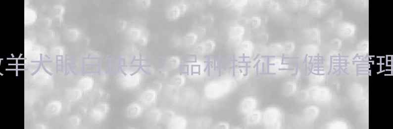 图片 边境牧羊犬眼白缺失？品种特征与健康管理指南2