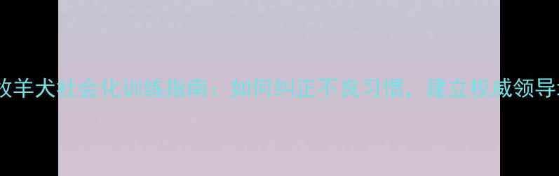 图片 边境牧羊犬社会化训练指南：如何纠正不良习惯，建立权威领导地位2
