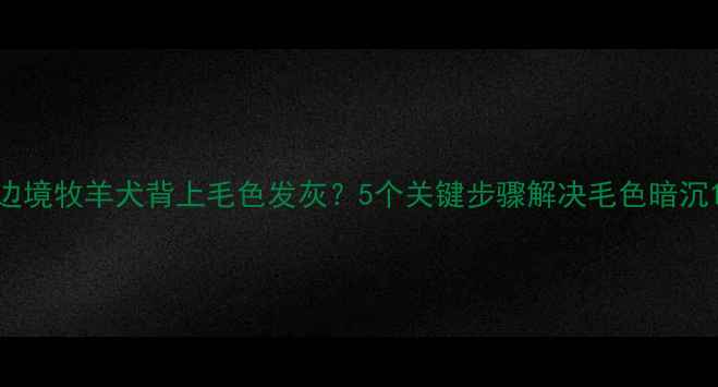 图片 边境牧羊犬背上毛色发灰？5个关键步骤解决毛色暗沉1
