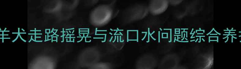 图片 边境牧羊犬走路摇晃与流口水问题综合养护指南1
