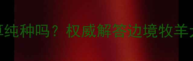 图片 边境牧羊犬黄白色算纯种吗？权威解答边境牧羊犬毛色与血统的关系