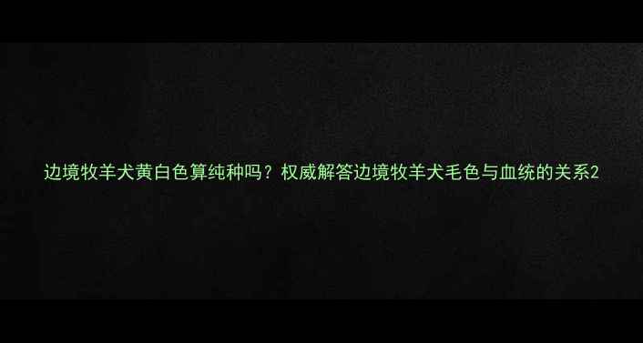 图片 边境牧羊犬黄白色算纯种吗？权威解答边境牧羊犬毛色与血统的关系2