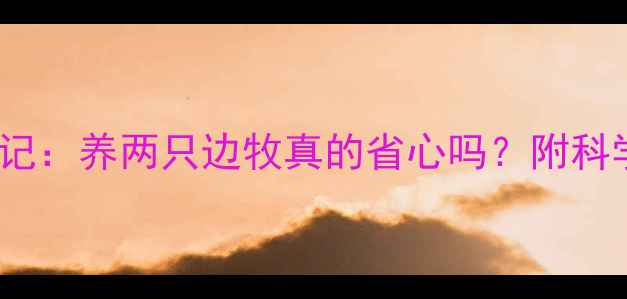 图片 边牧CP养成记：养两只边牧真的省心吗？附科学养狗攻略2