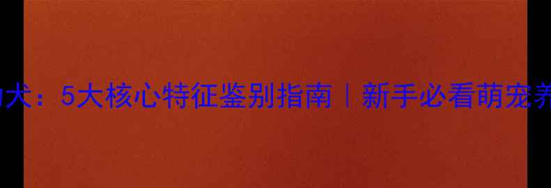 图片 边牧VS土狗幼犬：5大核心特征鉴别指南｜新手必看萌宠养狗避坑攻略1