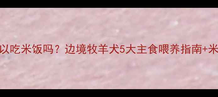 图片 边牧可以吃米饭吗？边境牧羊犬5大主食喂养指南+米饭营养