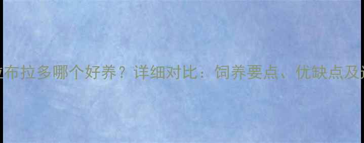 图片 边牧和拉布拉多哪个好养？详细对比：饲养要点、优缺点及选择指南