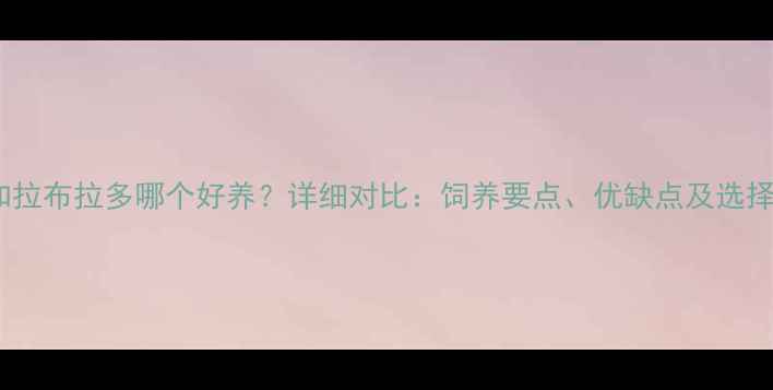 图片 边牧和拉布拉多哪个好养？详细对比：饲养要点、优缺点及选择指南1