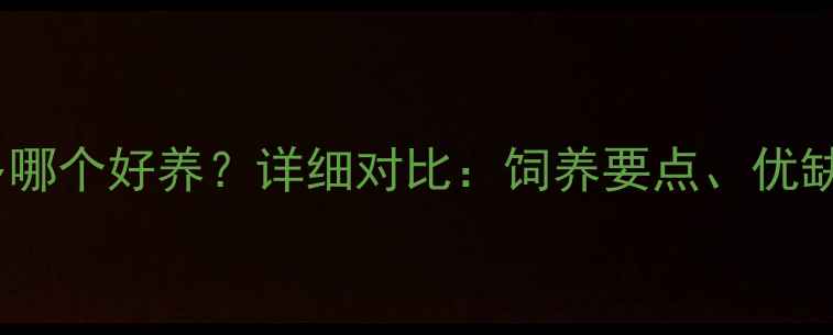 图片 边牧和拉布拉多哪个好养？详细对比：饲养要点、优缺点及选择指南2