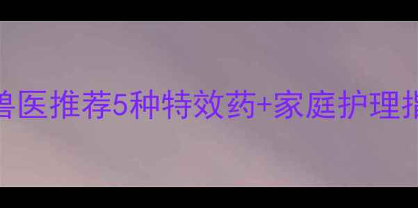 图片 边牧咳嗽怎么办？兽医推荐5种特效药+家庭护理指南（附用药禁忌）