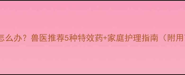 图片 边牧咳嗽怎么办？兽医推荐5种特效药+家庭护理指南（附用药禁忌）1
