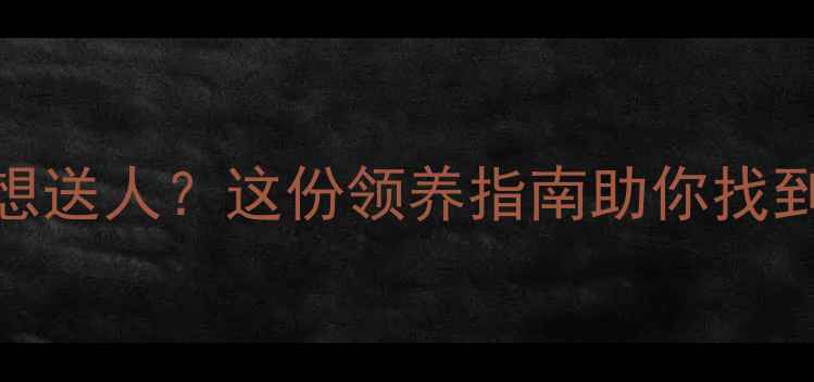 图片 边牧四个月想送人？这份领养指南助你找到最佳主人！