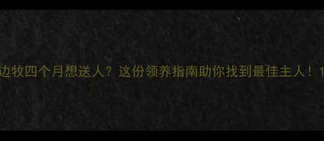图片 边牧四个月想送人？这份领养指南助你找到最佳主人！1