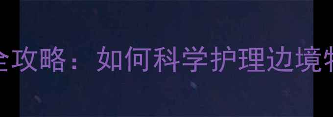 图片 边牧大耳朵的养护全攻略：如何科学护理边境牧羊犬的标志性器官