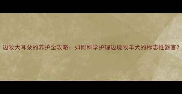 图片 边牧大耳朵的养护全攻略：如何科学护理边境牧羊犬的标志性器官2