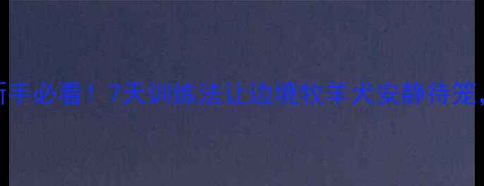 图片 边牧宝宝关笼子狂叫？新手必看！7天训练法让边境牧羊犬安静待笼，附赠超实用安抚攻略🐾