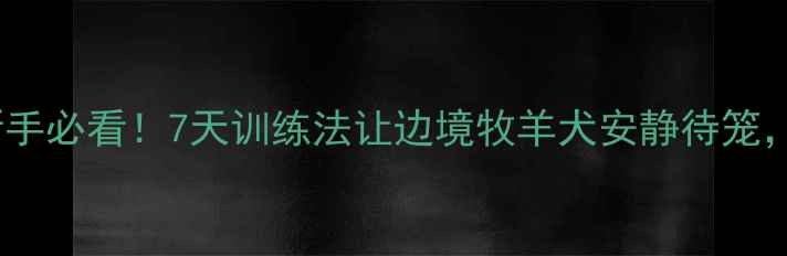 图片 边牧宝宝关笼子狂叫？新手必看！7天训练法让边境牧羊犬安静待笼，附赠超实用安抚攻略🐾1