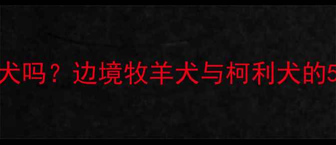 图片 边牧属于柯利犬吗？边境牧羊犬与柯利犬的5大核心区别全