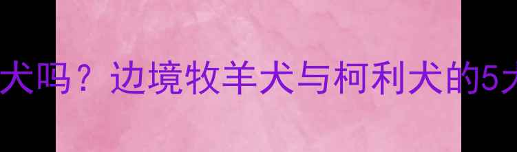 图片 边牧属于柯利犬吗？边境牧羊犬与柯利犬的5大核心区别全1