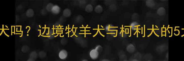 图片 边牧属于柯利犬吗？边境牧羊犬与柯利犬的5大核心区别全2