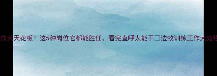 图片 边牧工作犬天花板！这5种岗位它都能胜任，看完直呼太能干🐾边牧训练工作犬宠物知识1