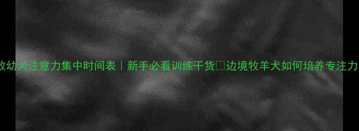 图片 边牧幼犬注意力集中时间表｜新手必看训练干货🔥边境牧羊犬如何培养专注力💡2