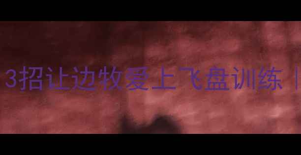 图片 边牧拒接飞盘？3招让边牧爱上飞盘训练｜边牧训练攻略2