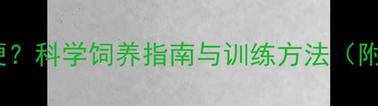 图片 边牧早上几点排便？科学饲养指南与训练方法（附日常管理技巧）1