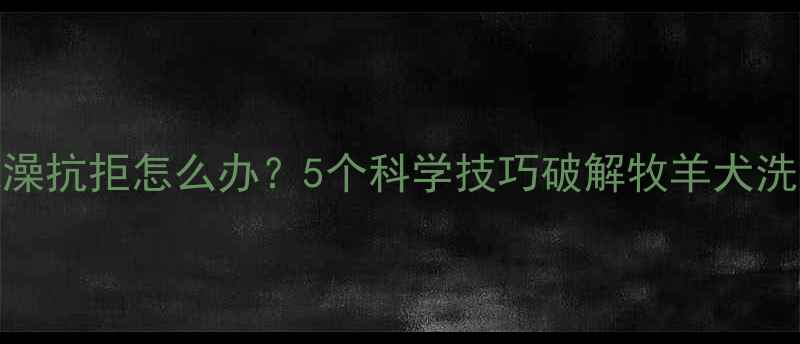 图片 边牧洗澡抗拒怎么办？5个科学技巧破解牧羊犬洗澡难题