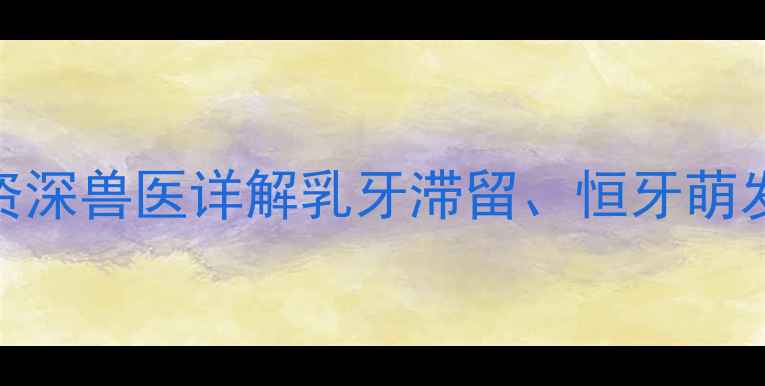 图片 边牧牙齿发育不良怎么办？资深兽医详解乳牙滞留、恒牙萌发受阻的7大原因及解决措施1