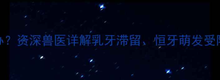图片 边牧牙齿发育不良怎么办？资深兽医详解乳牙滞留、恒牙萌发受阻的7大原因及解决措施2
