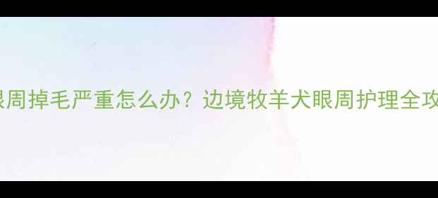 图片 边牧眼周掉毛严重怎么办？边境牧羊犬眼周护理全攻略！1