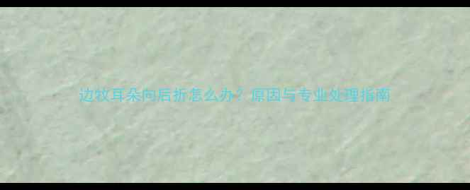 图片 边牧耳朵向后折怎么办？原因与专业处理指南