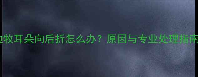 图片 边牧耳朵向后折怎么办？原因与专业处理指南1