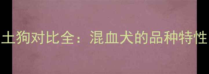 图片 金毛串串与土狗对比全：混血犬的品种特性与饲养指南