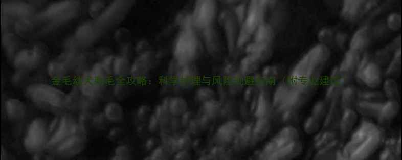 图片 金毛幼犬剃毛全攻略：科学护理与风险规避指南（附专业建议）