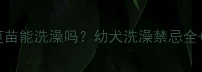 图片 金毛幼犬未打疫苗能洗澡吗？幼犬洗澡禁忌全+科学护理指南1