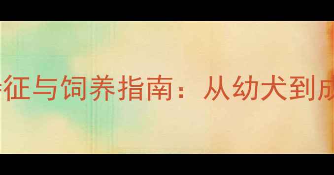 图片 金毛犬不同月龄特征与饲养指南：从幼犬到成犬的贴心养护全2