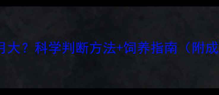 图片 金毛犬几个月大？科学判断方法+饲养指南（附成长对照表）1