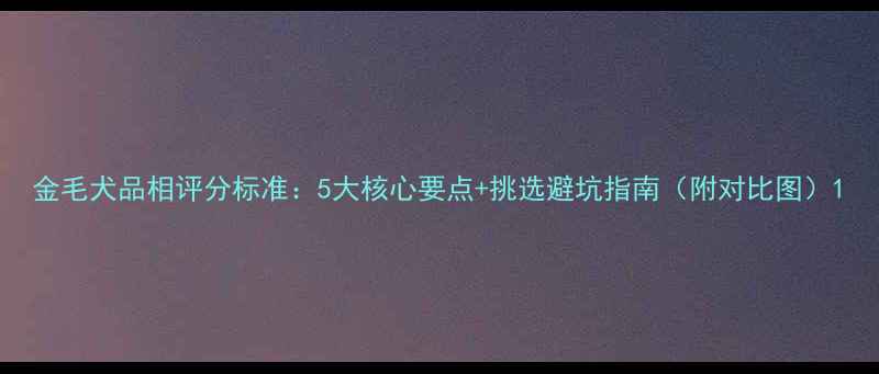 图片 金毛犬品相评分标准：5大核心要点+挑选避坑指南（附对比图）1