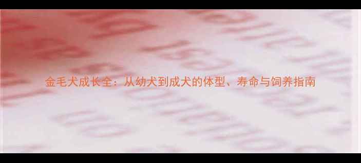 图片 金毛犬成长全：从幼犬到成犬的体型、寿命与饲养指南