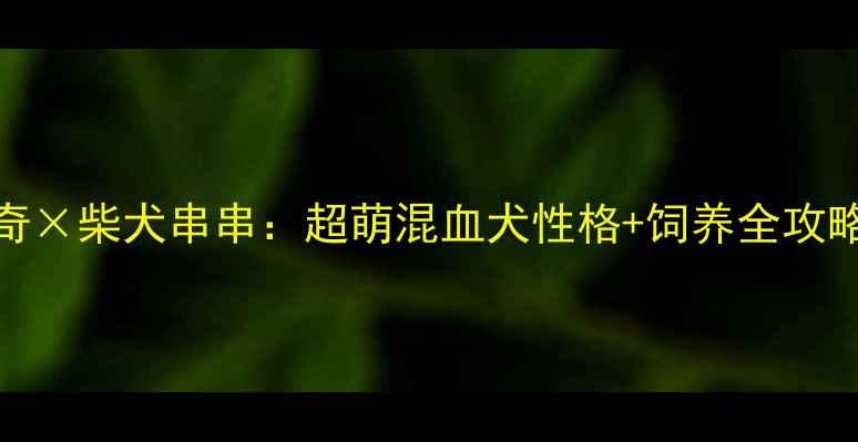 图片 阿拉斯加哈士奇×柴犬串串：超萌混血犬性格+饲养全攻略（附对比图）