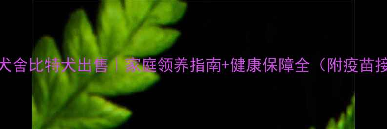 图片 青岛正规犬舍比特犬出售｜家庭领养指南+健康保障全（附疫苗接种记录）