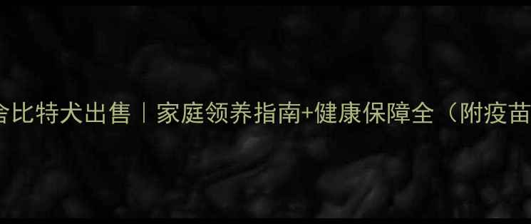 图片 青岛正规犬舍比特犬出售｜家庭领养指南+健康保障全（附疫苗接种记录）1