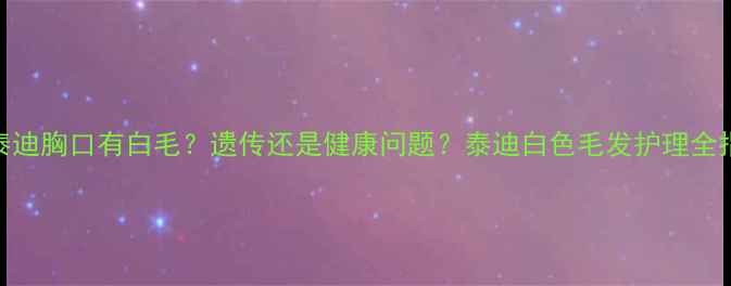 图片 黑泰迪胸口有白毛？遗传还是健康问题？泰迪白色毛发护理全指南