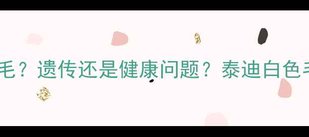 图片 黑泰迪胸口有白毛？遗传还是健康问题？泰迪白色毛发护理全指南1