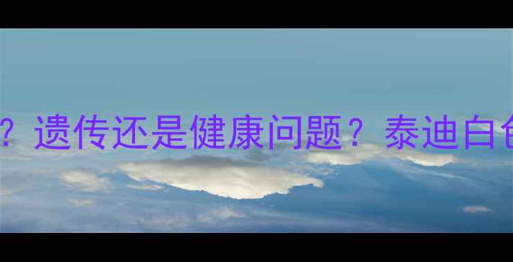 图片 黑泰迪胸口有白毛？遗传还是健康问题？泰迪白色毛发护理全指南2