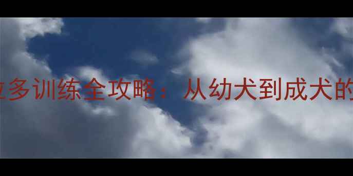 图片 黑色拉布拉多训练全攻略：从幼犬到成犬的养护指南2